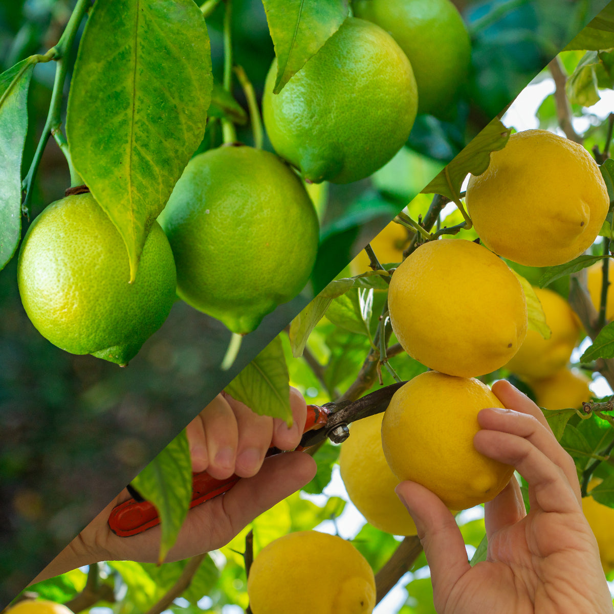 Sicilian Lemon Tahitian Limes