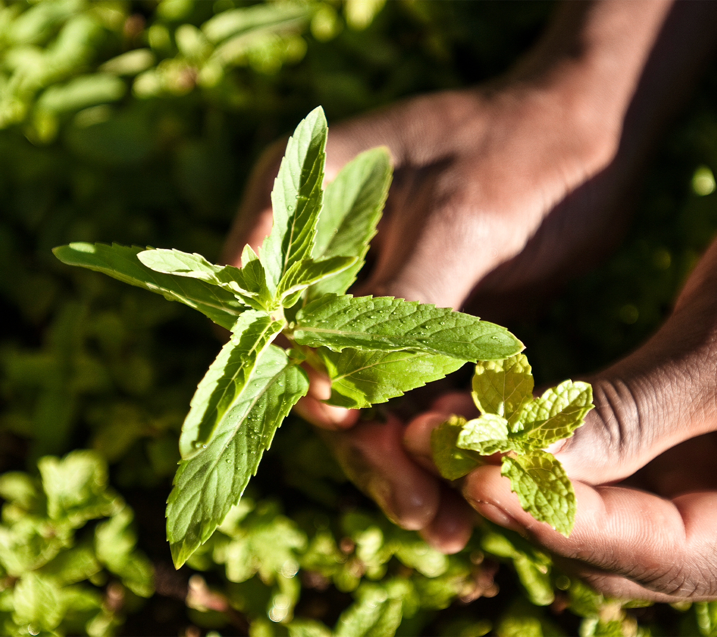 Our Ingredients Stevia Plant