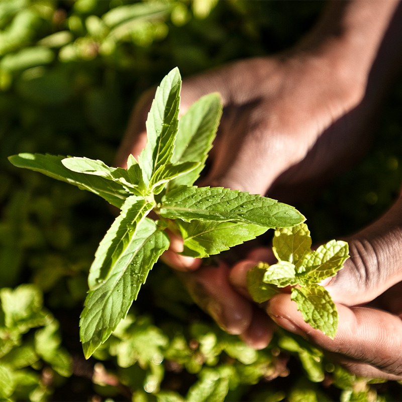 Our Ingredients Stevia Plant